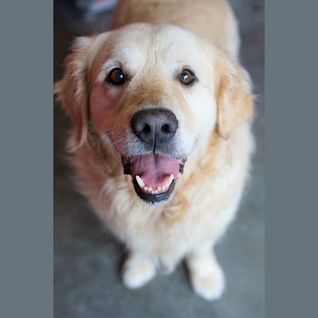Photo of Banjo