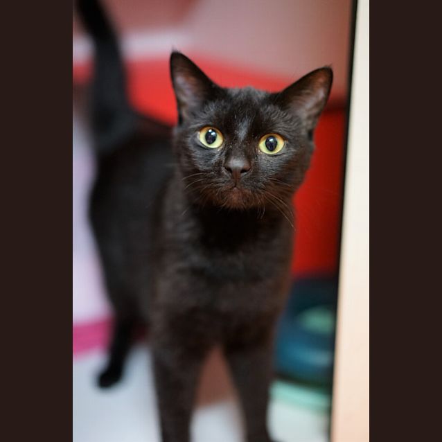 Photo of Salem