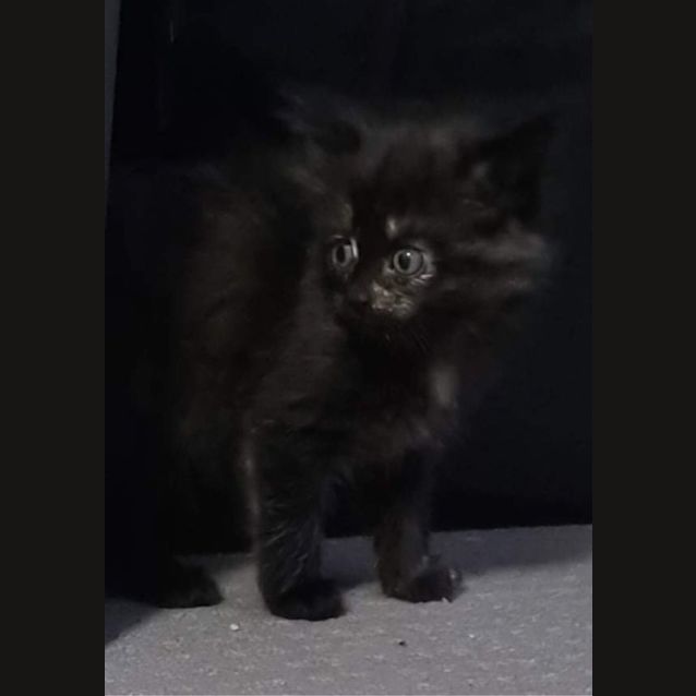 Photo of Bindi