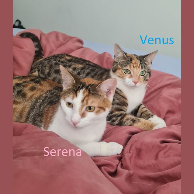 Photo of Venus (Bonded With Serena)