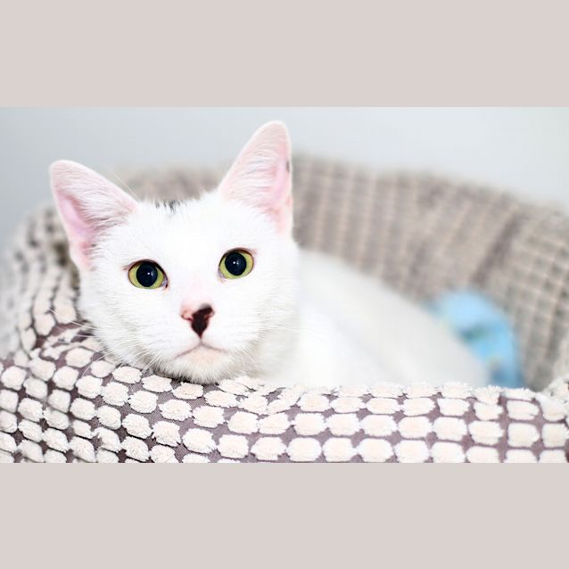 Photo of Penny