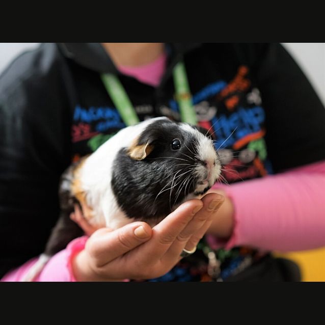 Photo of Fudge