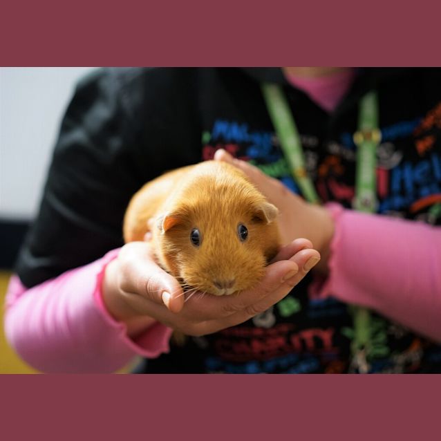 Photo of Cherry