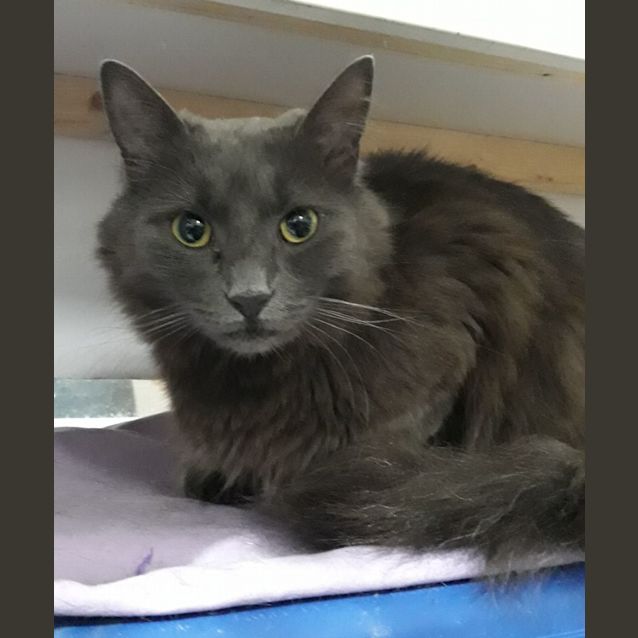 Photo of Salem