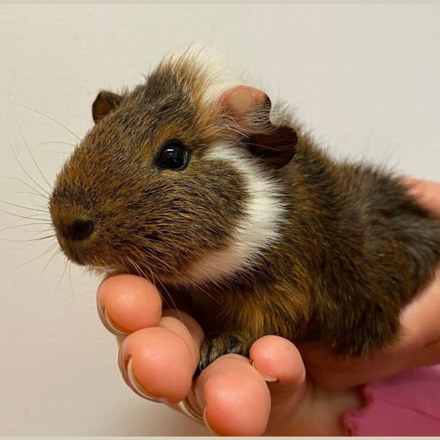 Photo of Squib