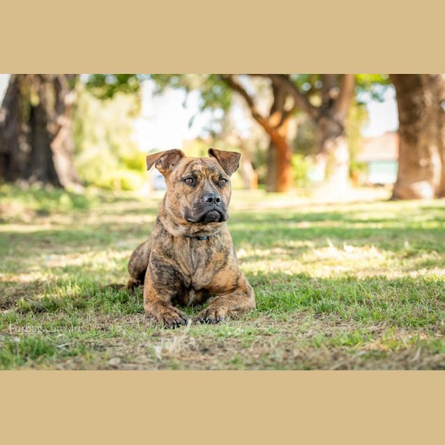 Photo of Nova Dl2912