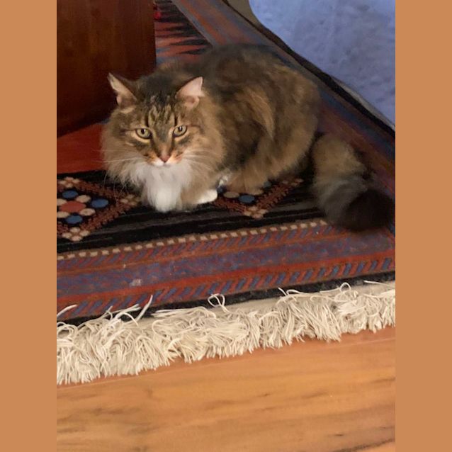 Photo of Ryan Gosling😻