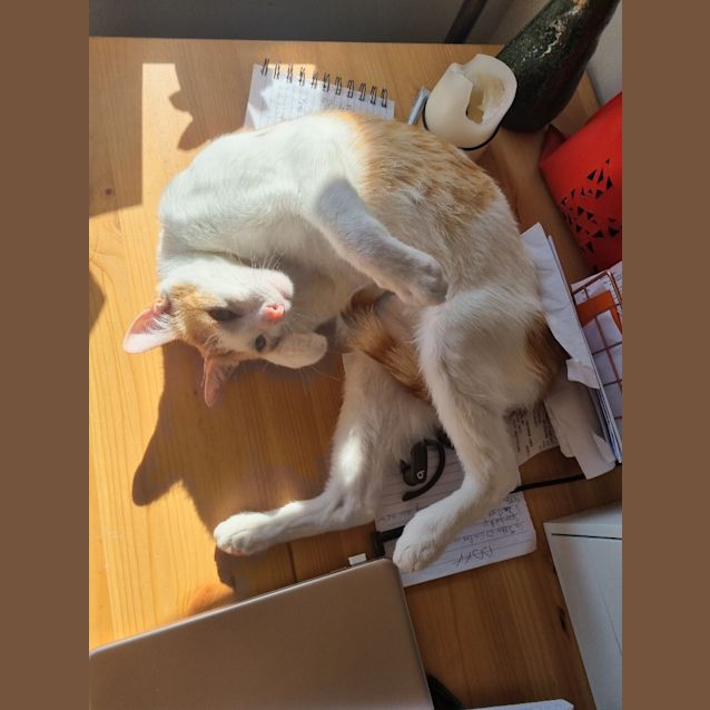 Photo of Doofy And Milo