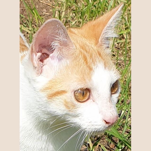 Photo of Milo (Was Professor Plum)