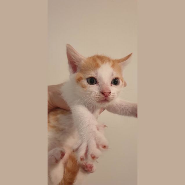 Photo of Milo (Was Professor Plum)