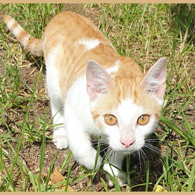 Photo of Milo (Was Professor Plum)