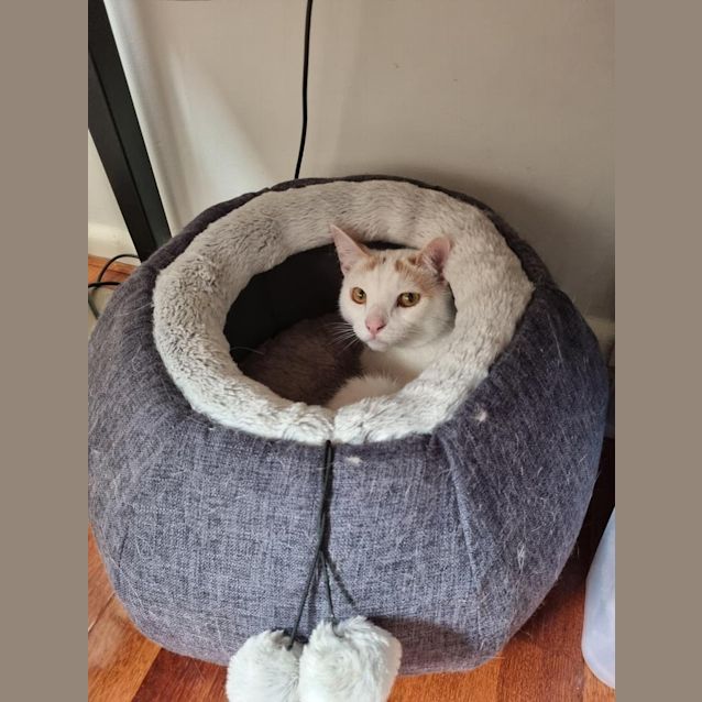 Photo of Milo (Was Professor Plum)