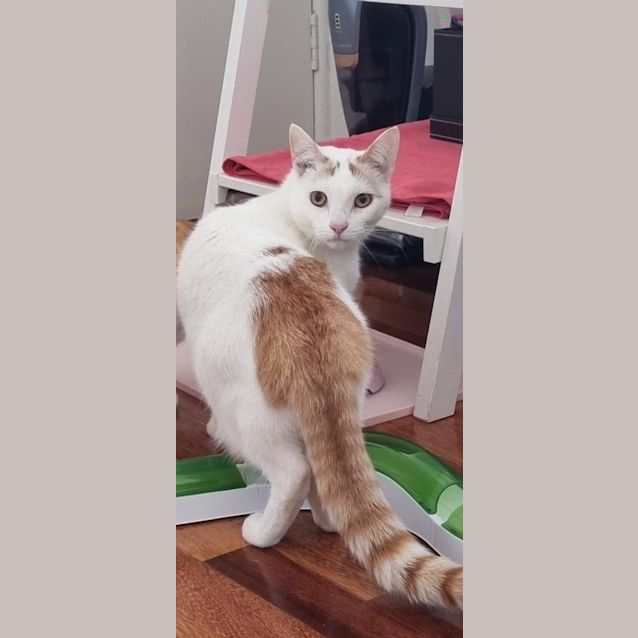 Photo of Milo (Was Professor Plum)