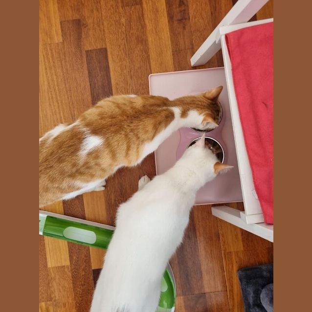 Photo of Milo (Was Professor Plum)