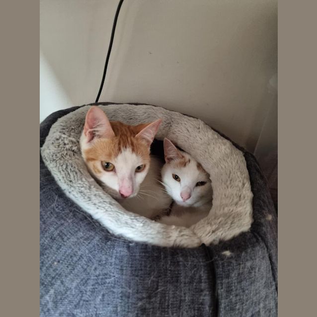 Photo of Milo (Was Professor Plum)