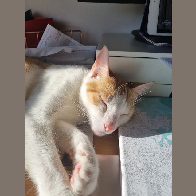 Photo of Milo (Was Professor Plum)