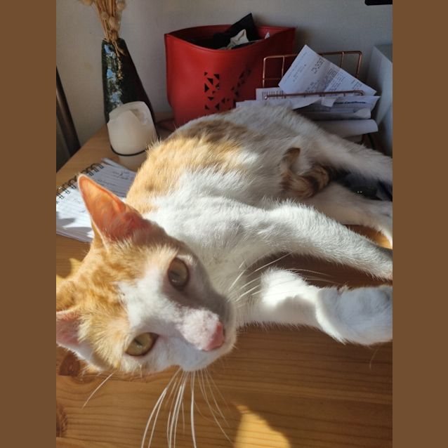 Photo of Milo (Was Professor Plum)