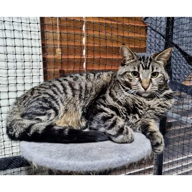 Photo of 5051   Tabby