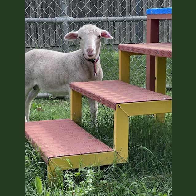 Photo of Herb