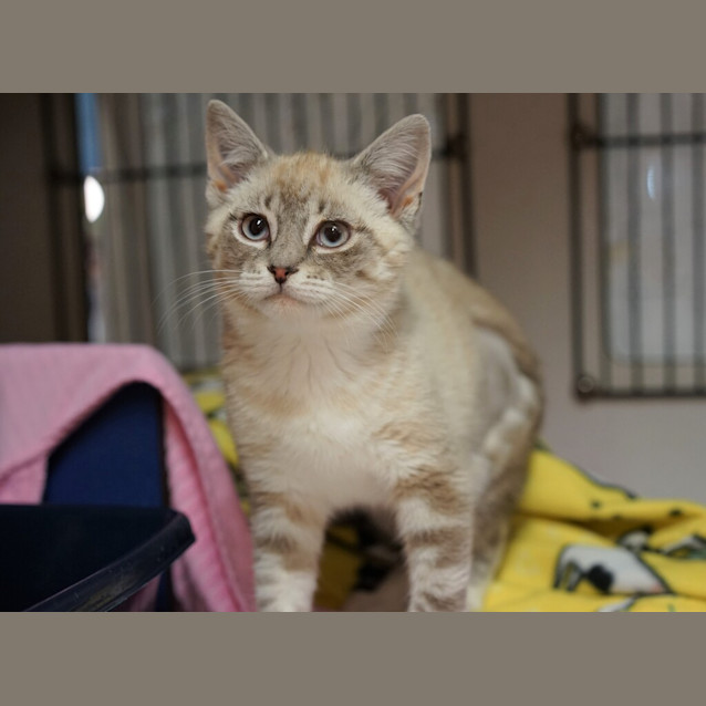 Photo of Sugar