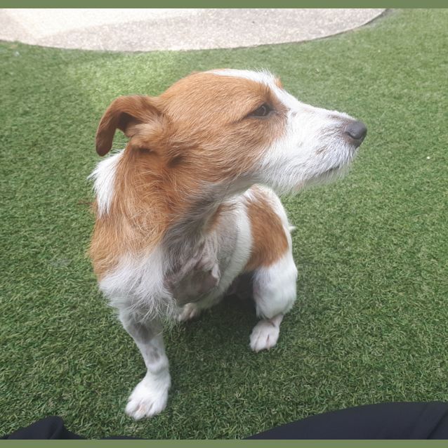 Photo of Spotty