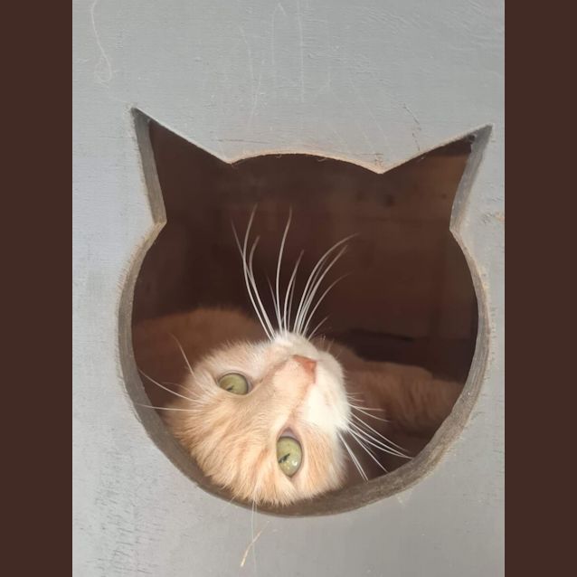 Photo of Tigga