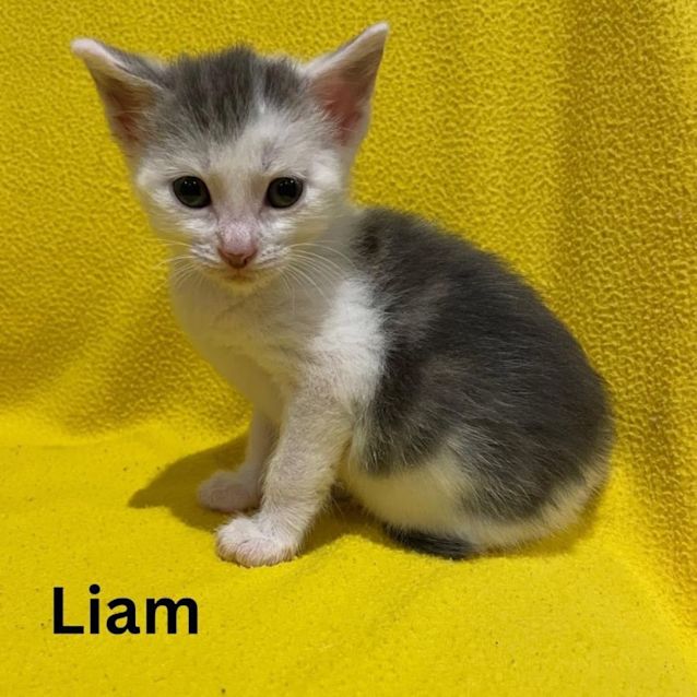 Photo of Liam 