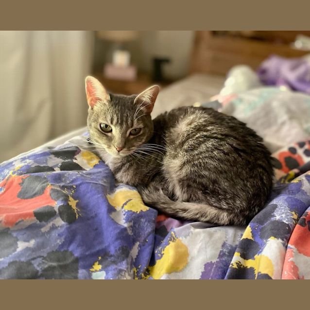 Photo of Nala**2nd Chance Cat Rescue**