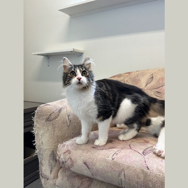 Photo of Duchess