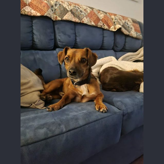 Photo of Rex