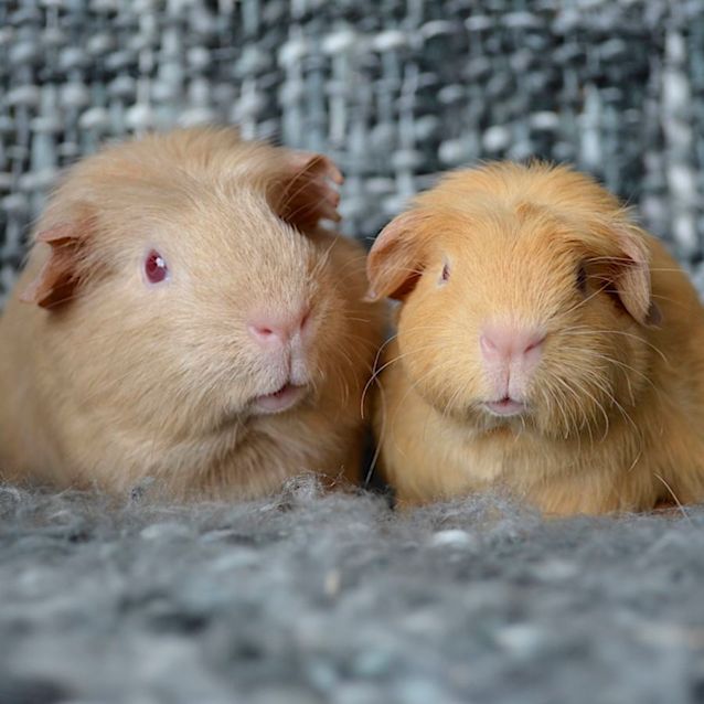 Photo of Genome And Sansa