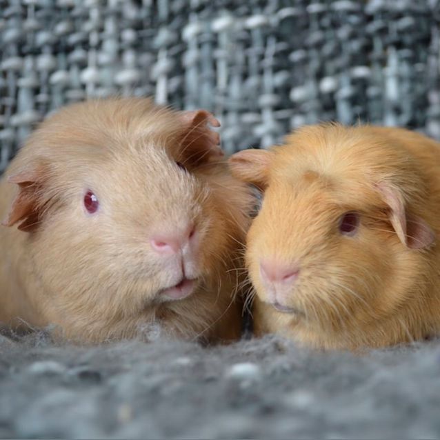 Photo of Genome And Sansa