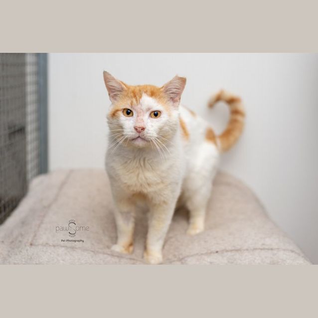 Photo of Seven Of Nine**2nd Chance Cat Rescue**