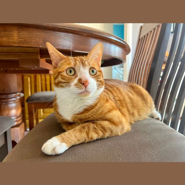 Photo of Socks