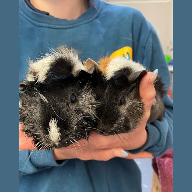 Photo of Angelica And Charlotte Pickles