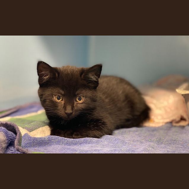 Photo of Juniper