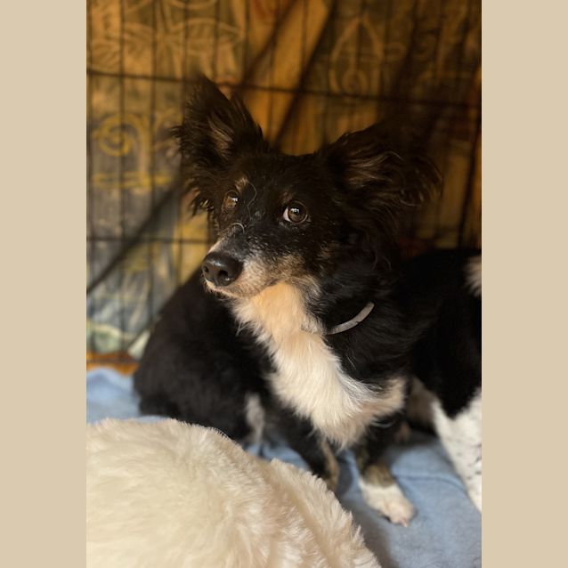 Photo of Sox