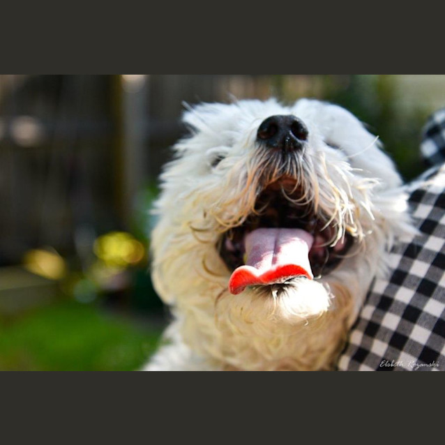 Photo of Bruno Belvedere