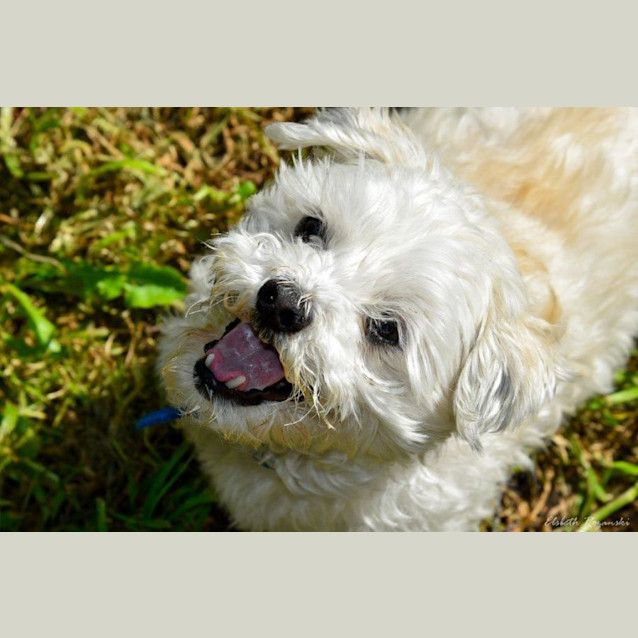 Photo of Bruno Belvedere