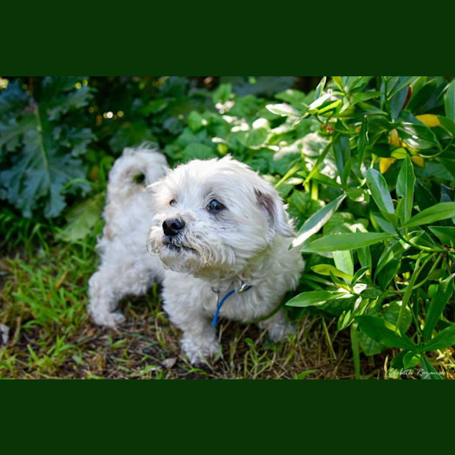 Photo of Bruno Belvedere