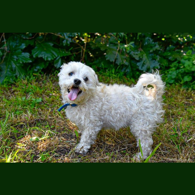 Photo of Bruno Belvedere