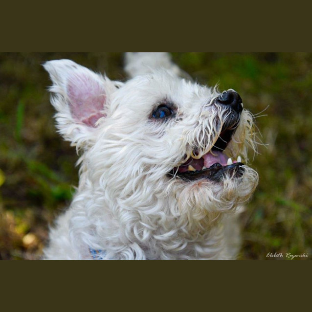 Photo of Bruno Belvedere