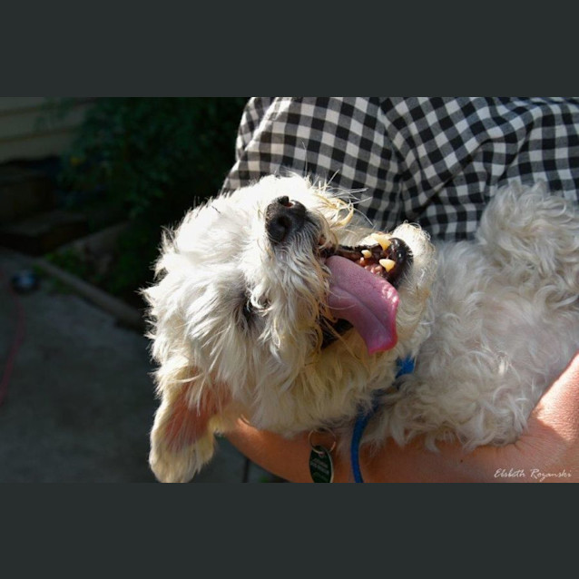 Photo of Bruno Belvedere