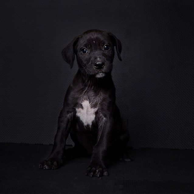 Photo of Bacardi