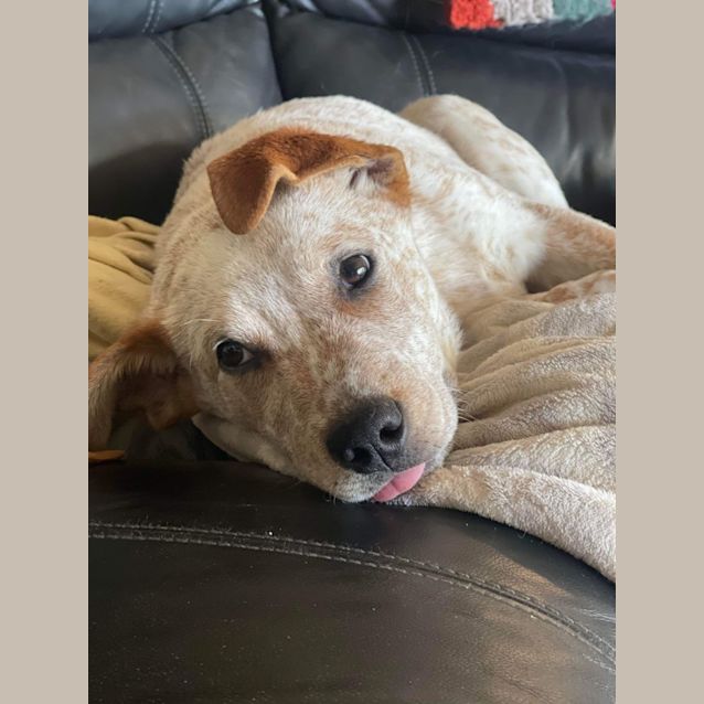 Photo of Skipper 