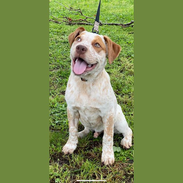 Photo of Scout 