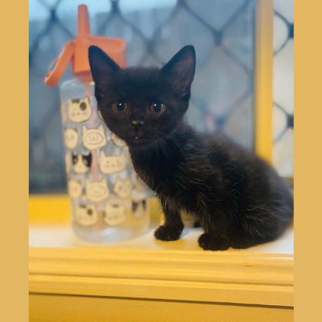 Photo of Passionfruit