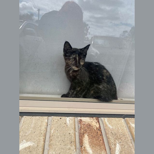 Photo of Gracie