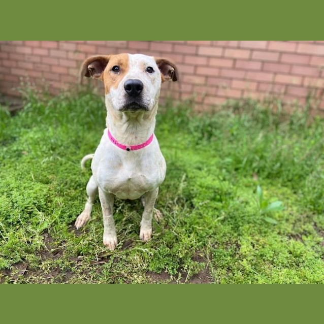 Photo of Lola (Imp No. 1550)