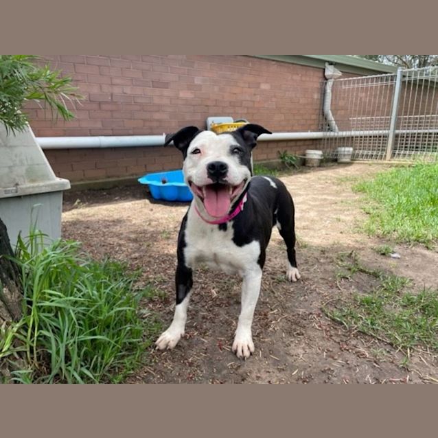 Photo of Bonnie (Imp No. 1509)